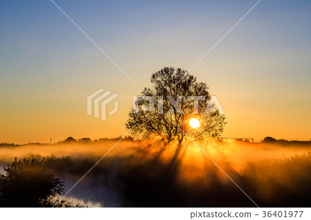 Minuma rice field winter morning fog landscape Minuma rice field winter morning fog landscape 36401977