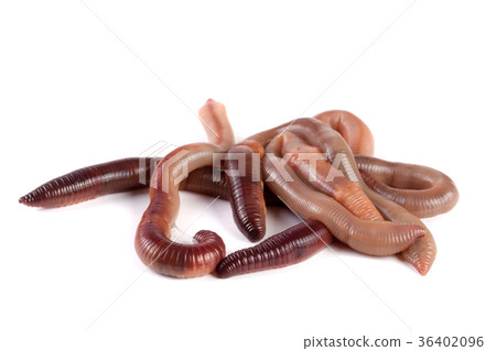 bunch of earthworms isolated on white background bunch of earthworms isolated on white background 36402096