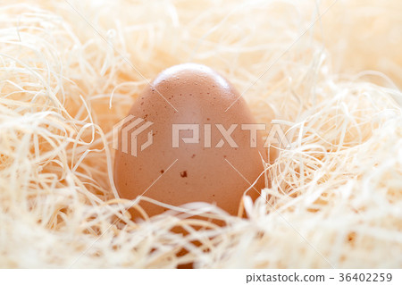 一個雞蛋 36402259
