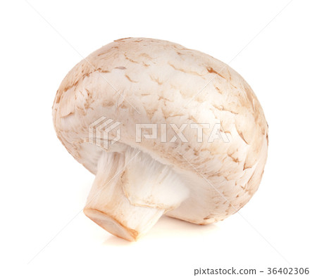 One fresh champignon mushroom isolated on white 36402306