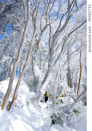 Snowy Takami mountain and hoarfrost Snowy Takami mountain and hoarfrost 36402731