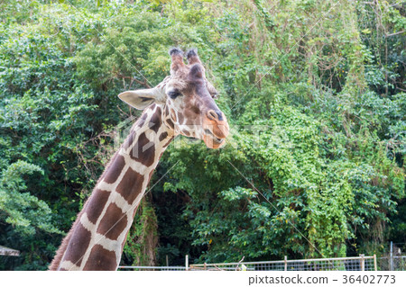 Okinawa Children's Country Giraffe 36402773