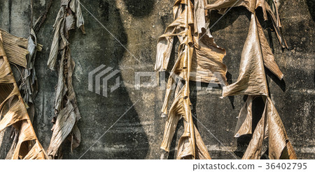 nature background 36402795