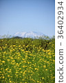 Rape blossoms 36402934