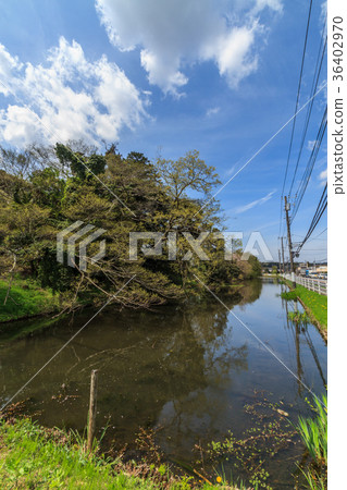 Landscape of Mizubori of Sakura Castle ruins of spring 36402970