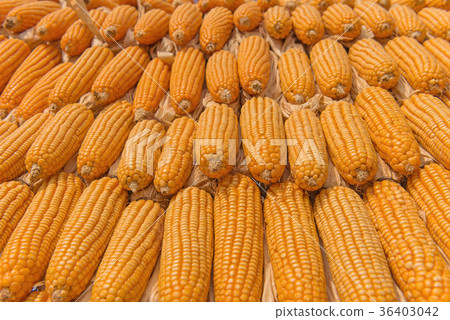 Sweet Corn of Agricultural products in farm 36403042