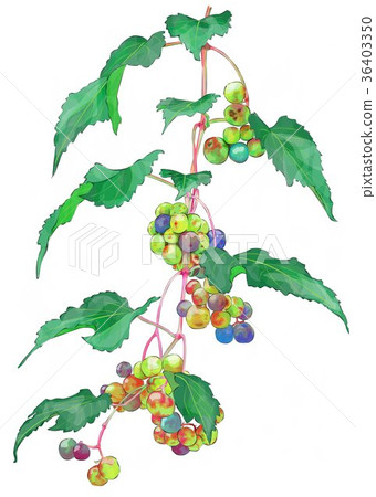 Wild grapes 36403350