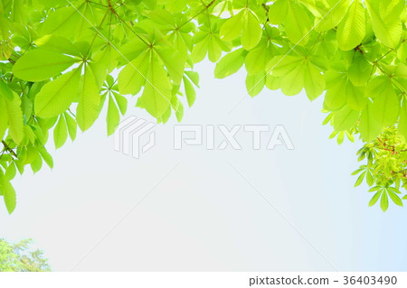 Fresh green frame Fresh green frame 36403490