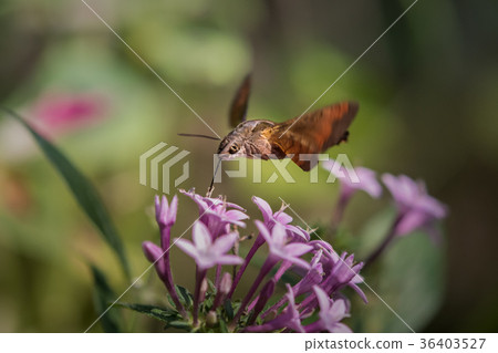 Hojak徘徊和吸吮蜂蜜 36403527