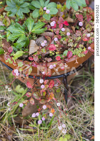 Himetsurusoba聖誕玫瑰樹苗 36403682