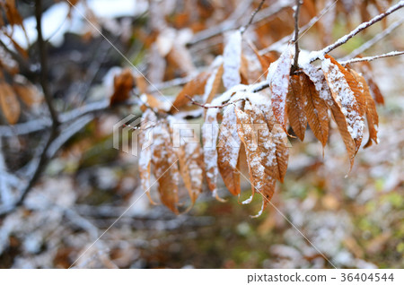 Early winter first snow 36404544