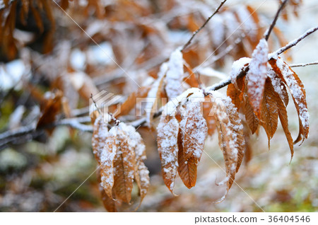 Early winter first snow 36404546