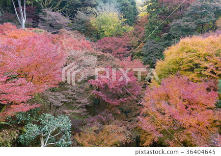 色的秋葉秋天風景京都Tofukuji 色的秋葉秋天風景京都Tofukuji 36404645