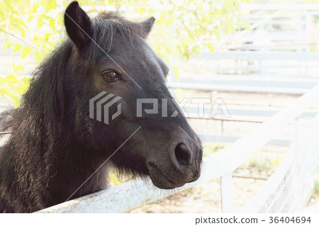 Scottish pony portrait close-up Scottish pony portrait close-up 36404694