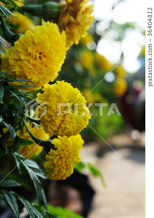 marigold marigold 36404812