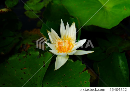 white lotus 36404822