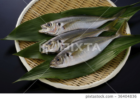 圖庫照片: 竹莢魚