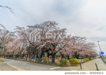 Yotsukaido的風景在春天 Yotsukaido的風景在春天 36404922