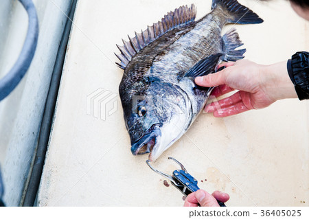 Chinos Fishing 36405025