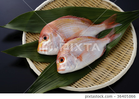  海鯛 36405866