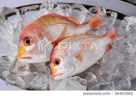  Red snapper 36405868