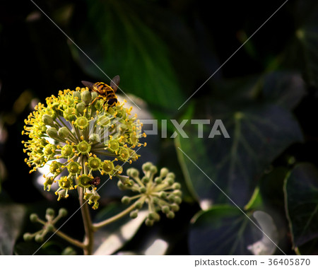 flowering ivy - a rare phenomenon, there is free flowering ivy - a rare phenomenon, there is free 36405870