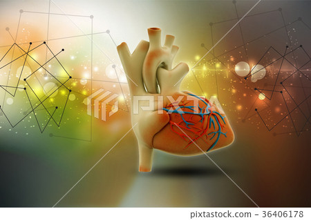 Human heart 36406178