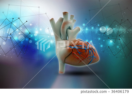Human heart Human heart 36406179