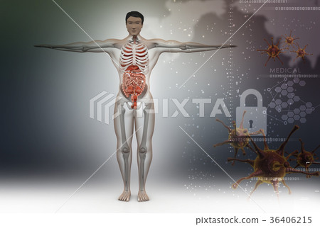 human anatomy 36406215