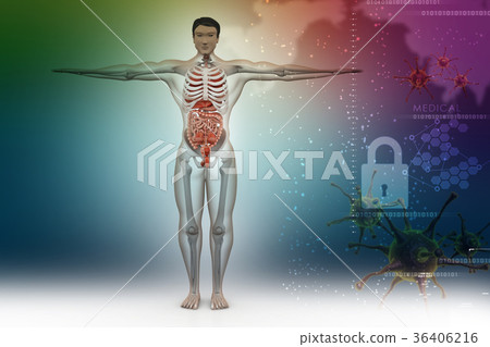 human anatomy 36406216