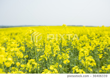 強姦花(北海道安平) 強姦花(北海道安平) 36406339