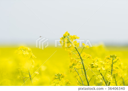 強姦花（北海道安平） 36406340