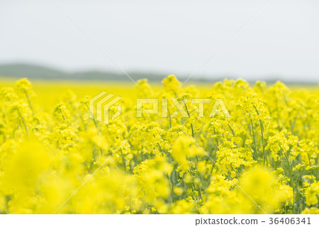 強姦花(北海道安平) 強姦花(北海道安平) 36406341