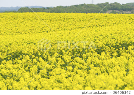 強姦花(北海道安平) 強姦花(北海道安平) 36406342