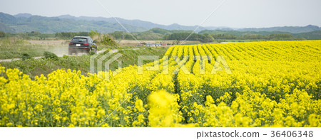 Drive a rape field (Hokkaido Anping) 36406348
