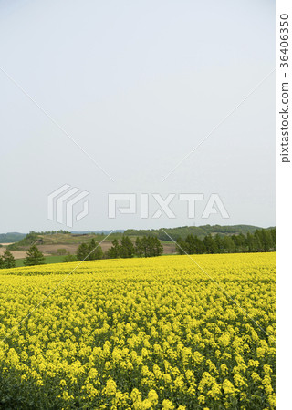 Rape blossoms (Hokkaido Anping) 36406350