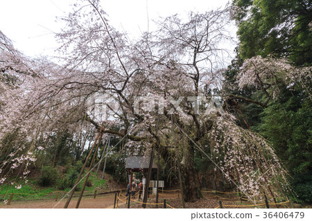 Lucky Temple of Spring 36406479