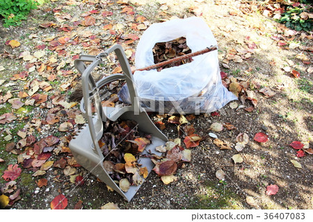 Sweep and collect fallen leaves 36407083