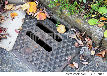 Fallen leaves blew up on the gutter lid 36407084