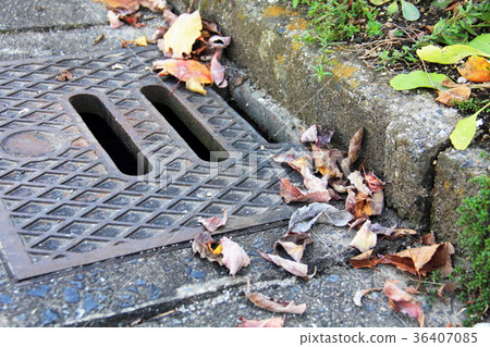 Fallen leaves blew up on the gutter lid 36407085