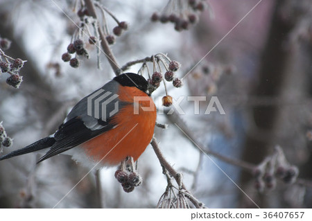 Bullfinch on a branch of wild apple. Bullfinch on a branch of wild apple. 36407657