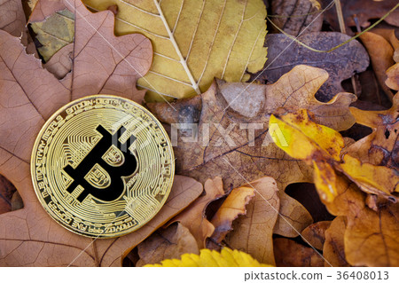 Gold bitcoin on the autumn foliage 36408013