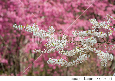 櫻花 36408021