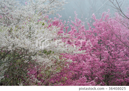 櫻花 36408025