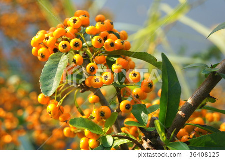 Pyracantha (yellow fruit) Pyracantha (yellow fruit) 36408125