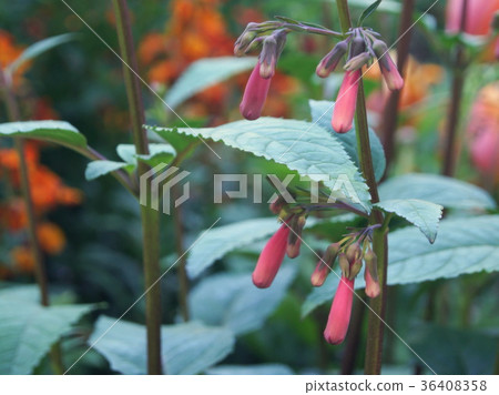 Figeriusu Figeriusu 36408358