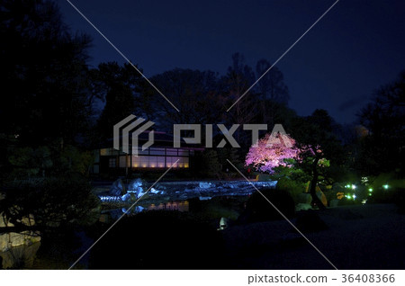 Cherry blossoms of Nijo Castle lighted up (Kiyoryuen) 36408366