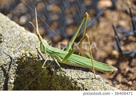 肖亮螞蚱 36408471