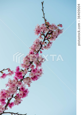 Cherry blossoms Cherry blossoms 36409004