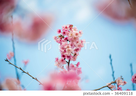 櫻花 36409118